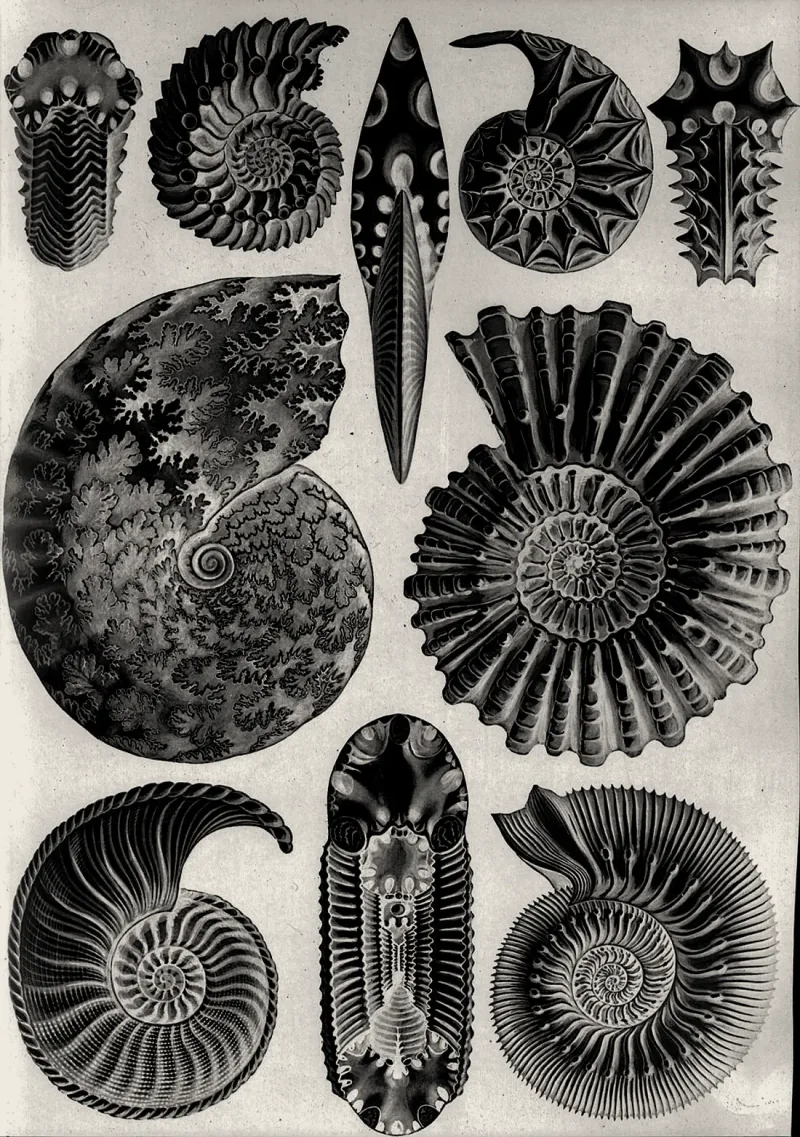 Ammonite, a chambered spiral shell, each chamber sealed as the animal outgrew it, warm treatment