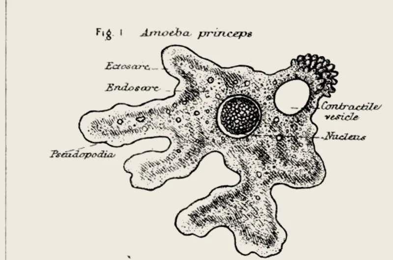 Engraving of an amoeba extending pseudopods to surround and engulf a particle; warm-treated period plate