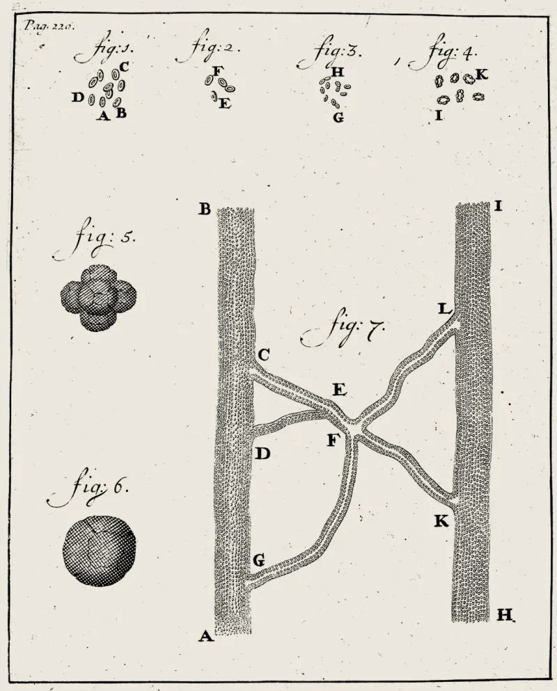 Blood corpuscles flowing through a branching vessel network (Leeuwenhoek), warm treatment