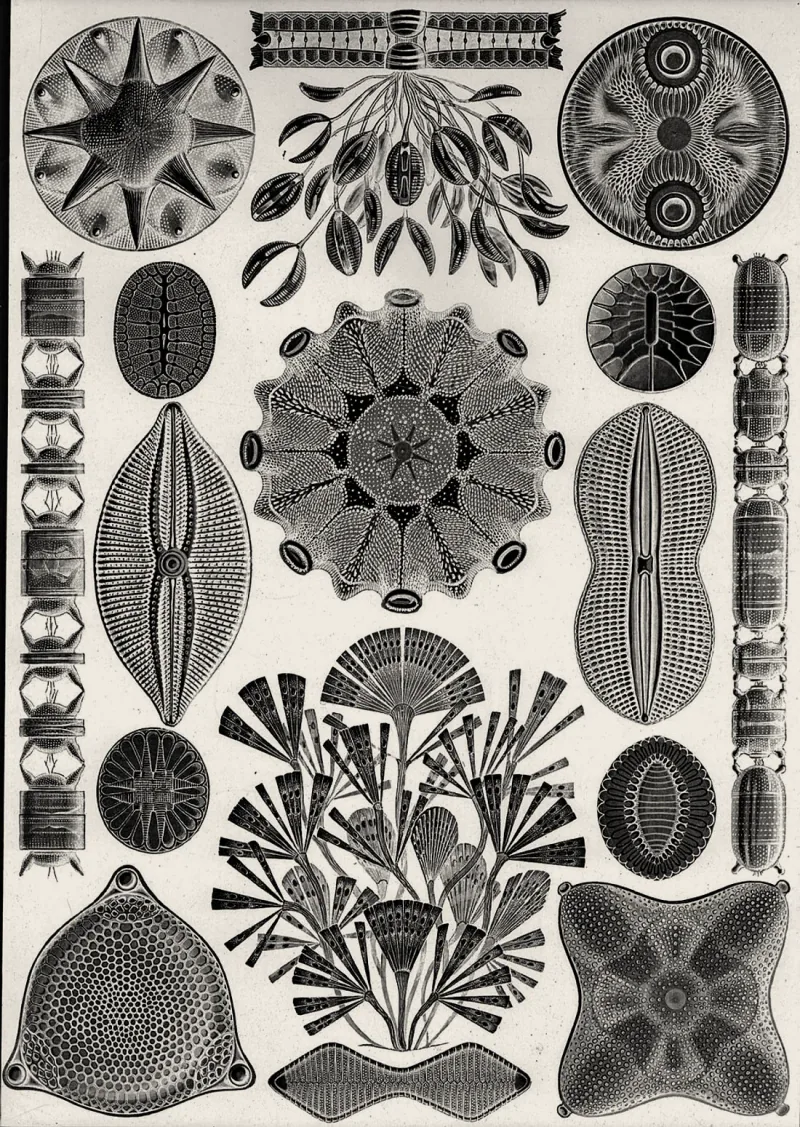 Diatoms: single-celled organisms drawn as intricate geometric structures, warm treatment