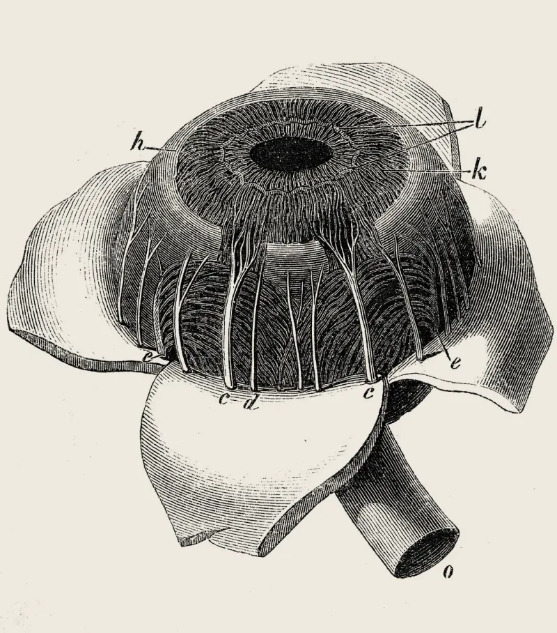 Anatomical engraving of a single eyeball: iris, pupil, and optic nerve, with the sclera turned aside; warm-treated period plate