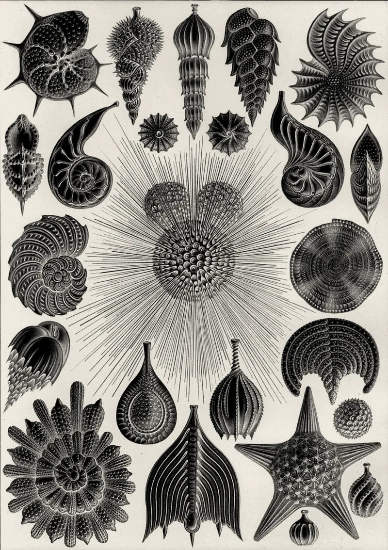 A plate of foraminifera, many chambered single-celled shells, warm treatment