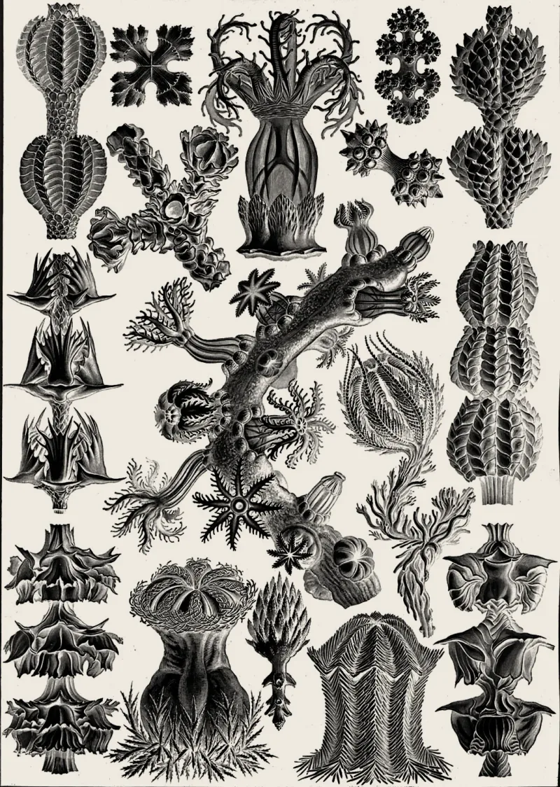 A plate of gorgonian sea-fan colonies, each a branching network, warm treatment