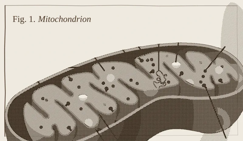 Line-engraving of a mitochondrion in cross-section, showing the folded inner membrane (cristae); the cell's power plant