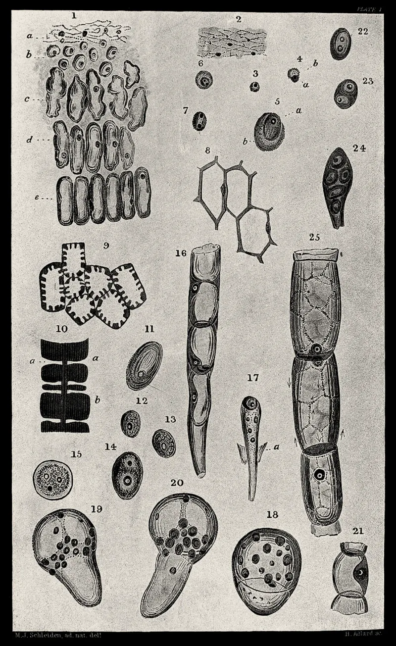 Schleiden plant-cell drawings: cells each with a round nucleus, warm treatment