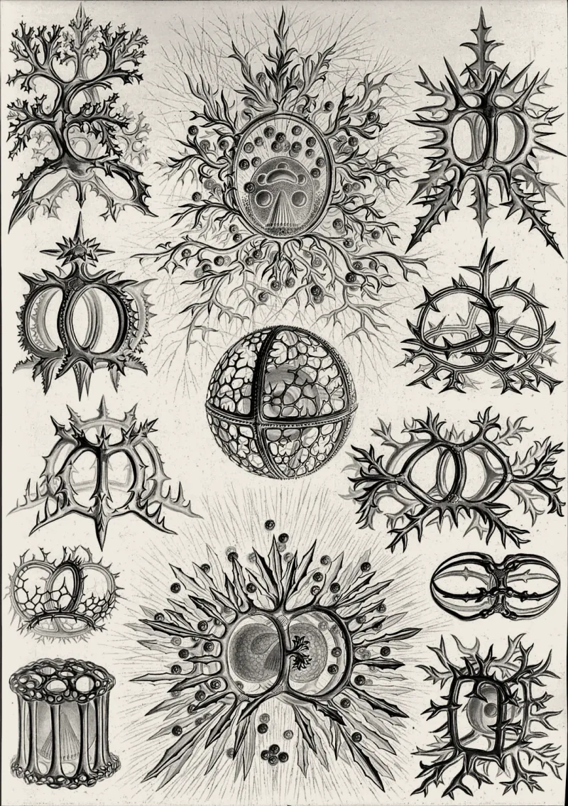 Radiolarian silica skeletons (Haeckel, Stephoidea), warm-treated: intricate mineral lattices