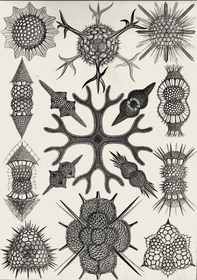 Radiolaria: single-celled organisms drawn as intricate structures, warm treatment
