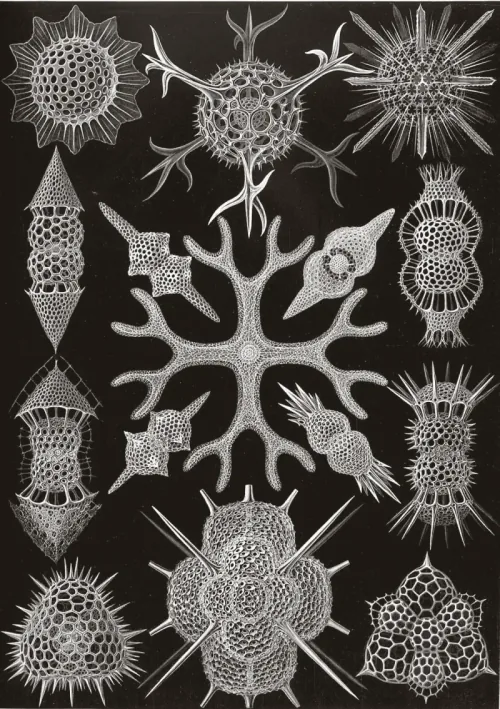 A radiolarian, an intricate radial skeleton that holds at every scale
