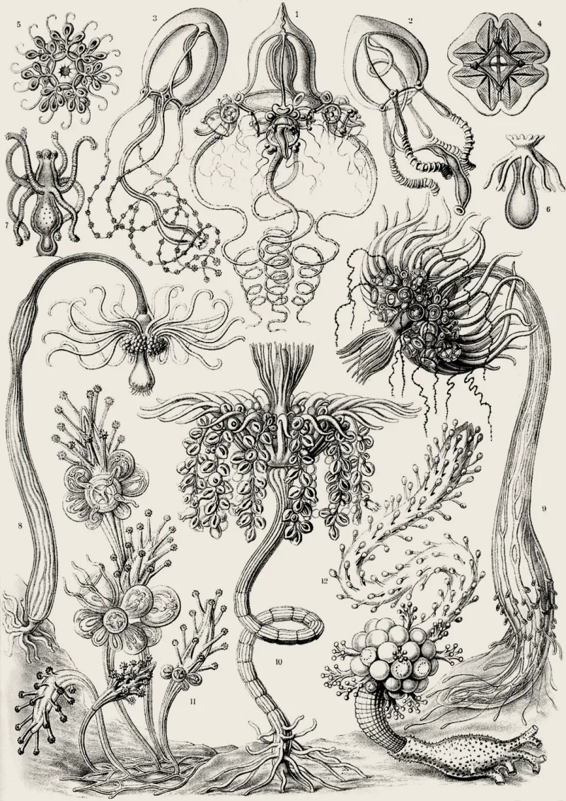 Tubularia, a colonial hydroid: many polyps growing from one shared stalk, warm treatment