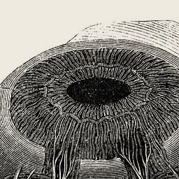 Its iris, magnified 2.5 times