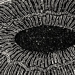 Its pupil, magnified 6 times