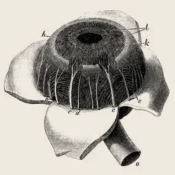 The whole plate: an eye with its outer coat turned aside, after Zinn, at plate scale
