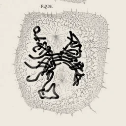 One dividing cell, its chromosomes drawn as dark threads, magnified 2.5 times
