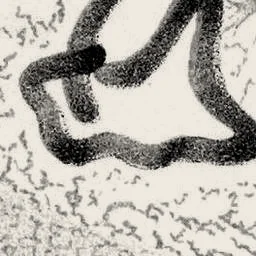 A stretch of that chromosome, magnified 14 times