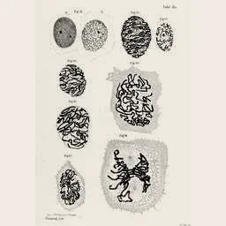 The whole plate: Flemming’s 1882 drawings of cells dividing, at plate scale