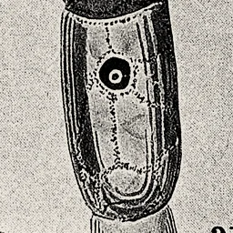 One cell of that filament, magnified 8 times