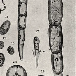 One filament of cells, figure 25 of the plate, magnified 2.5 times