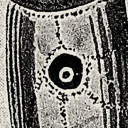 That cell’s nucleus, magnified 16 times
