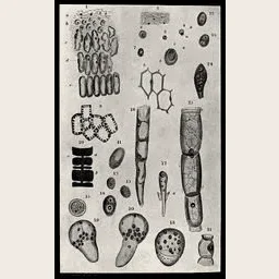 The whole plate: Schleiden’s drawings of plant cells, at plate scale
